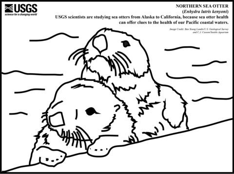 Northern Sea Otter Coloring Page